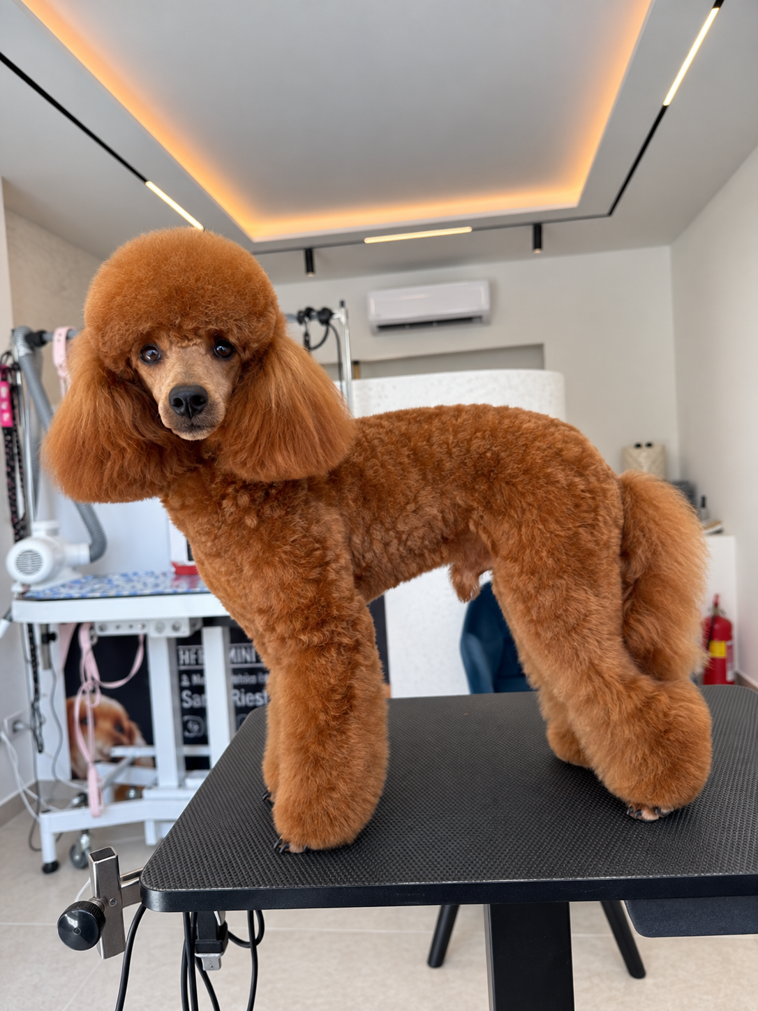 Romlay full-body Toy Poodle grooming finish