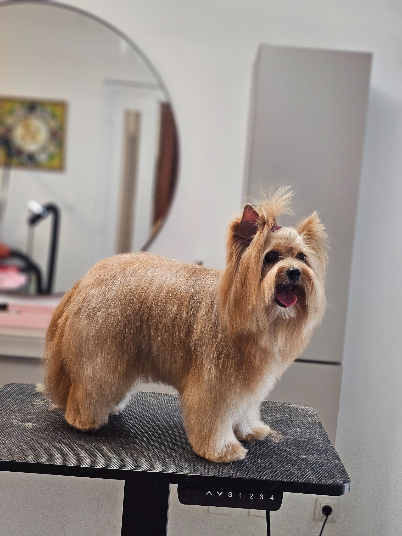 Romlay long drop and silky coat grooming finish