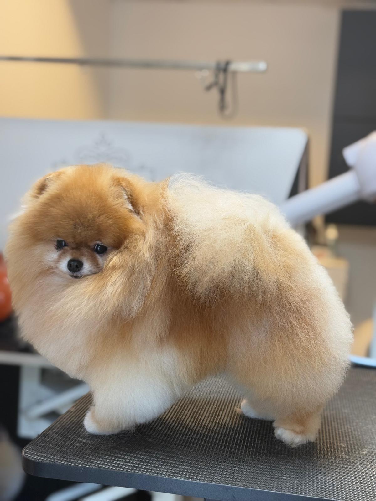 Romlay cream Pomeranian double-coat grooming finish
