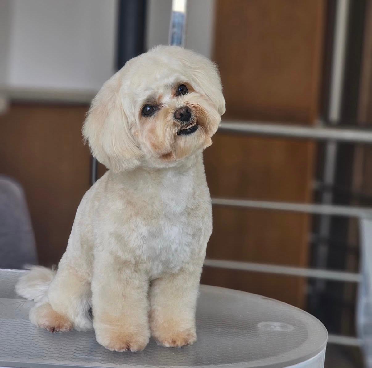 Romlay Maltipoo mixed-coat grooming finish